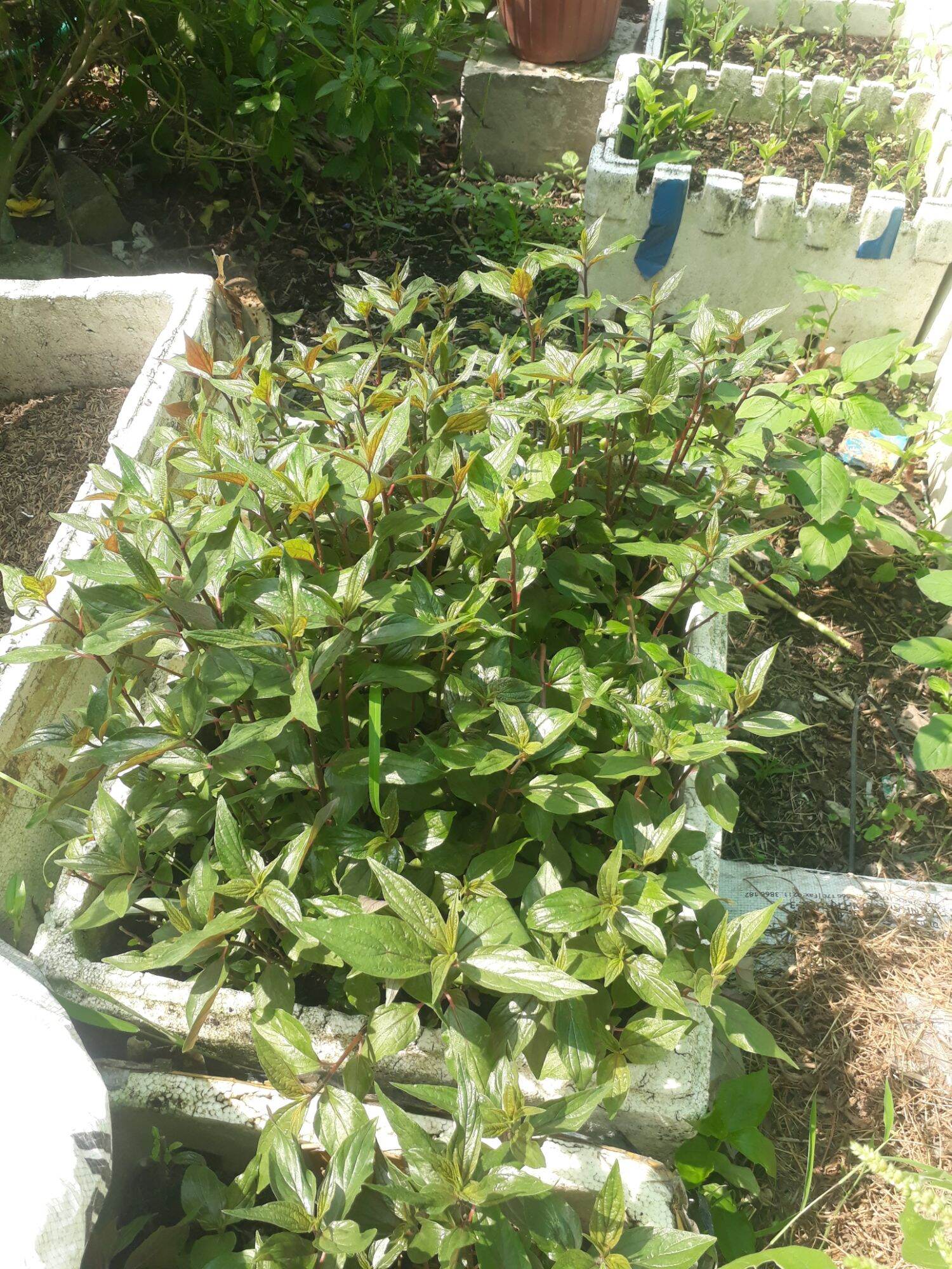 compo 5 cây thuốc dòi (bọ mắm )giống