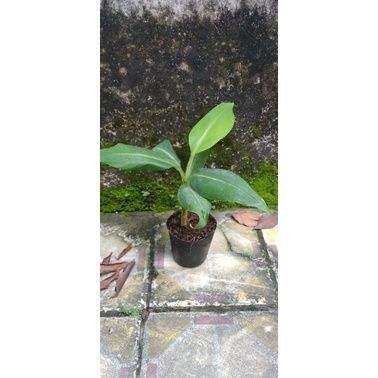 cây giống Chuối tá quạ