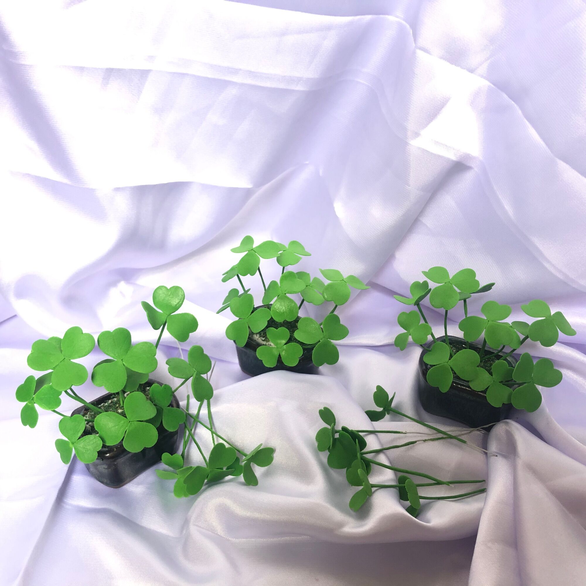 Cỏ 3 lá , cỏ may mắn