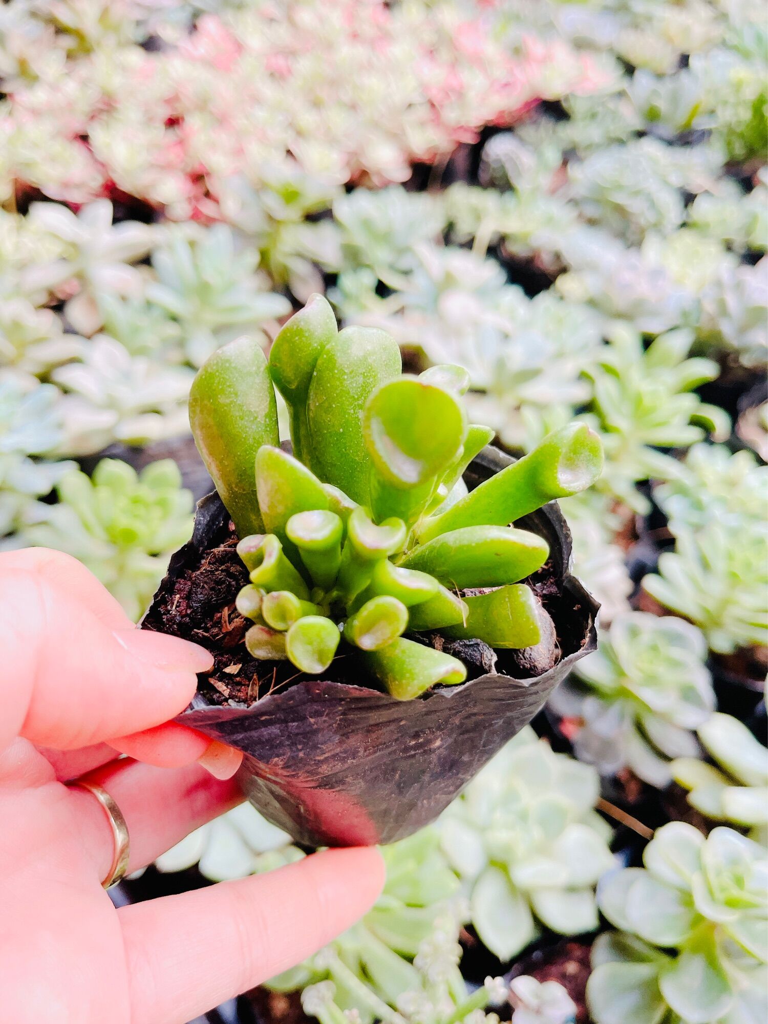 Sen đá ống điếu size bầu 3-5 cm