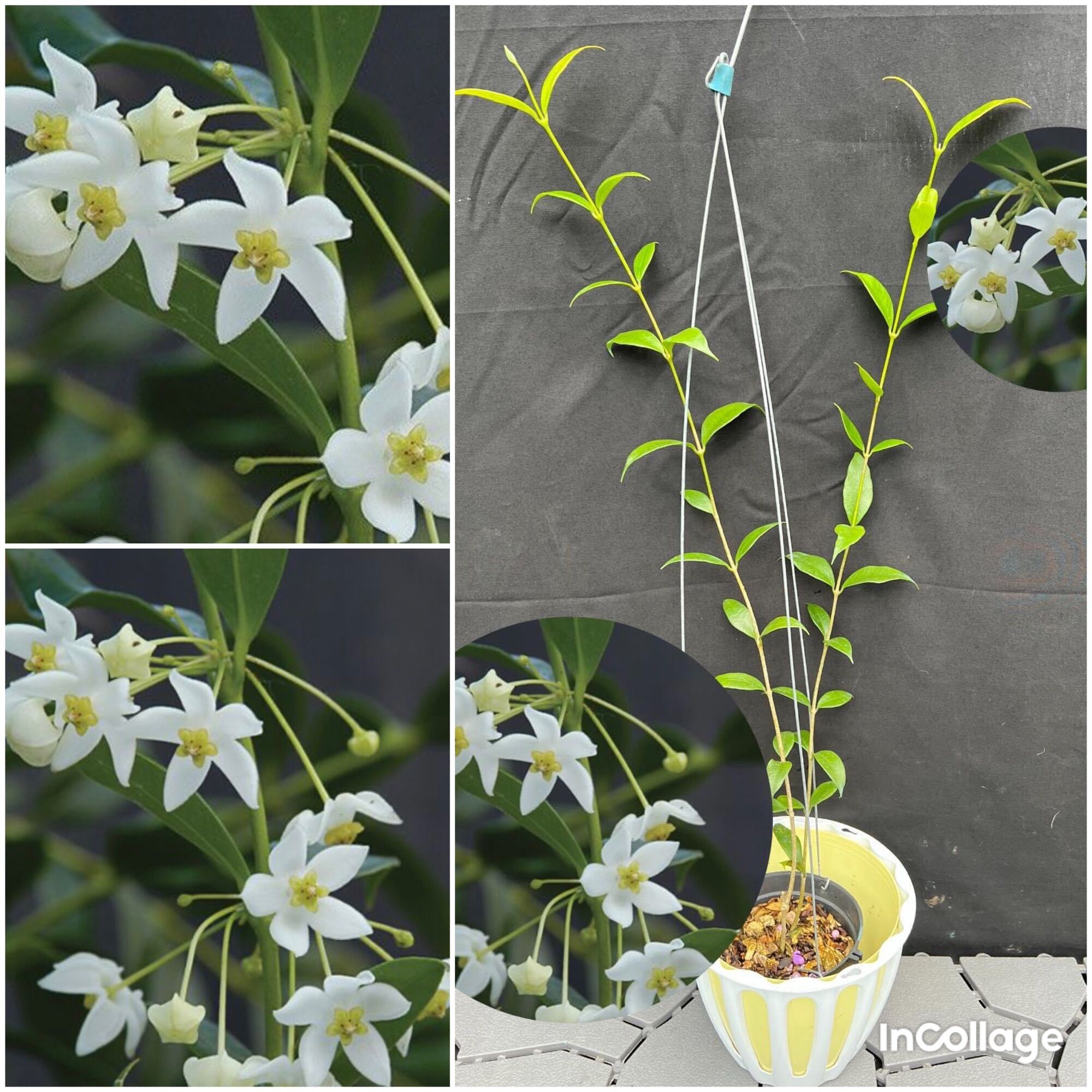 Hoa Cẩm cù Hoya odorata size như hình, hoa rất đẹp