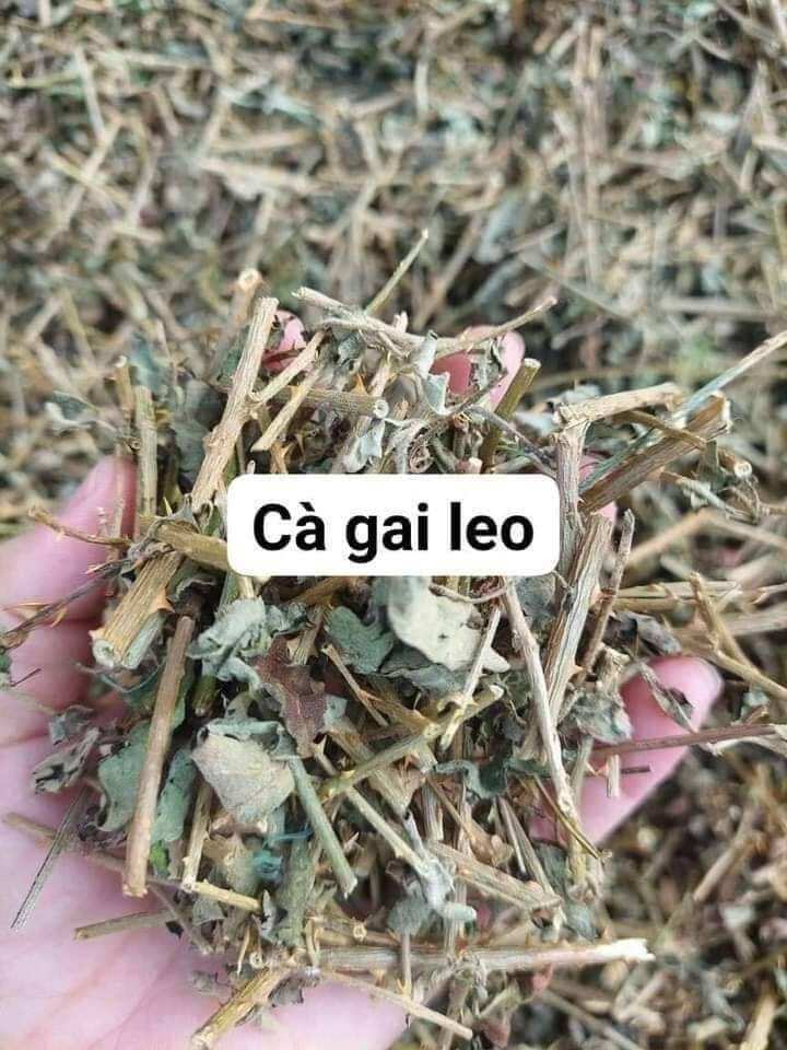 Cà gai leo phơi khô