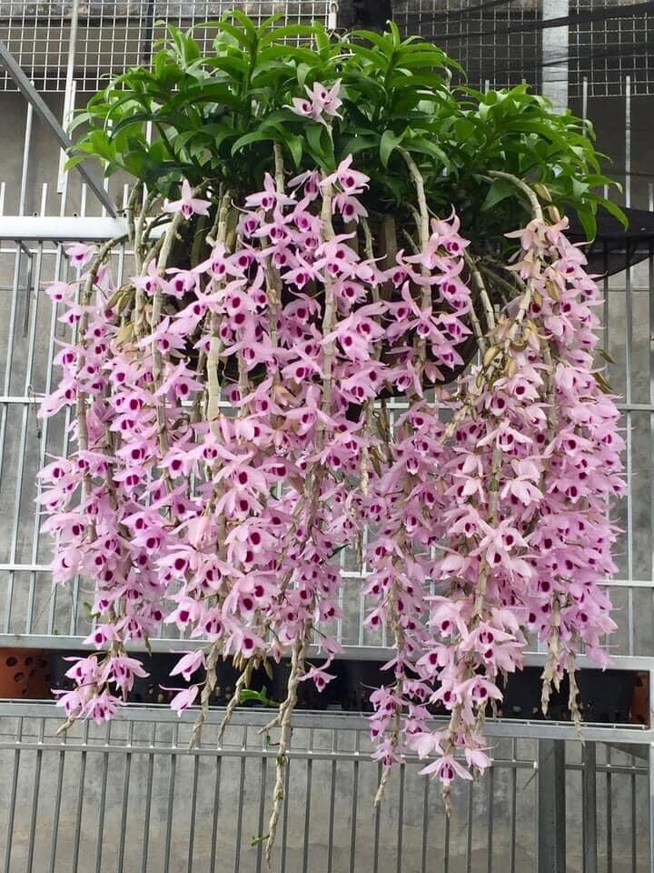 Hoa lan tuyết Hồng giả hạc