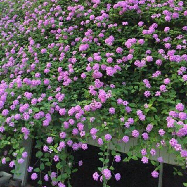 Cây giống ngũ sắc tím.2 bầu cây