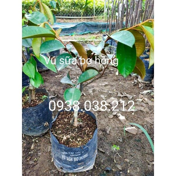 CÂY GIỐNG VÚ SỮA BƠ HỒNG