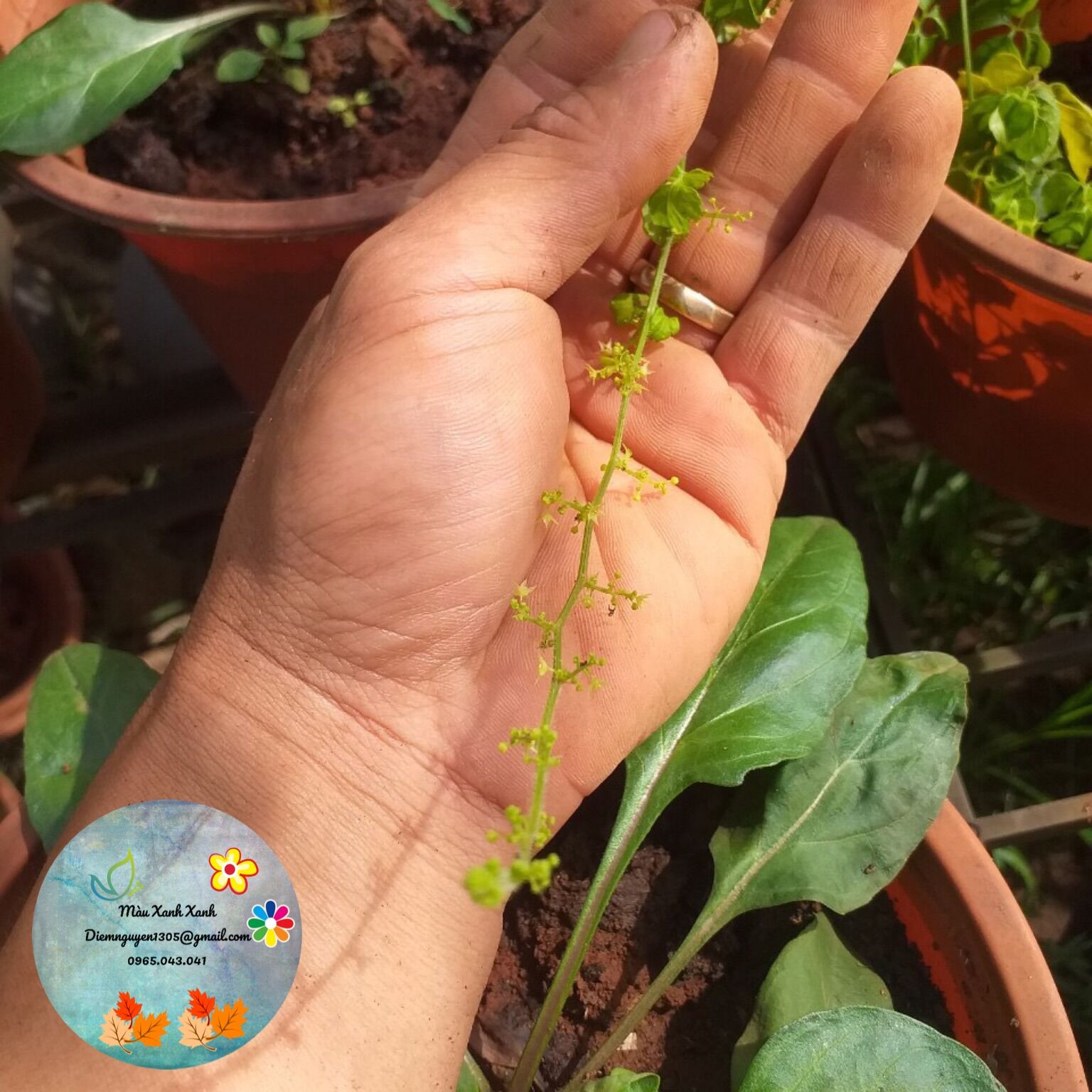 Cây giảo cổ lam 30k/cây