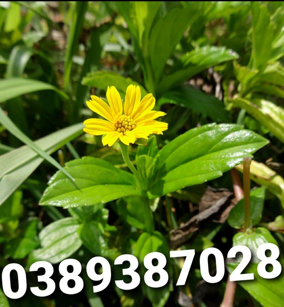 Cây sài đất giống 13 cây