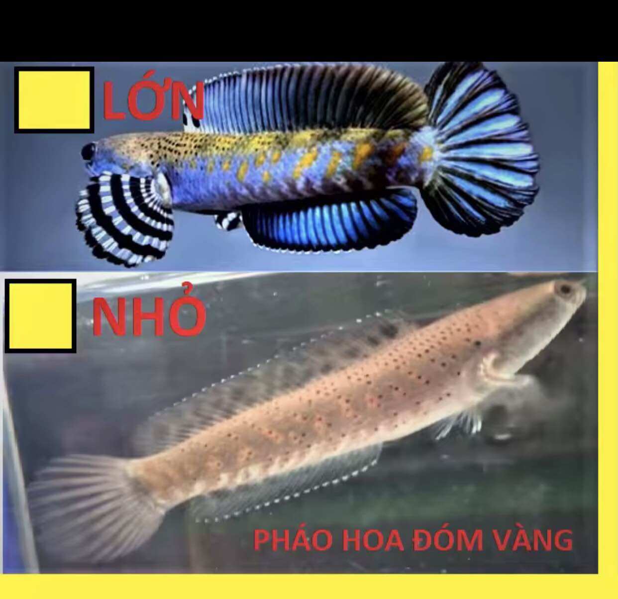 Lóc Bông Thái size 12 13cm (bảo hành vận chuyển)
