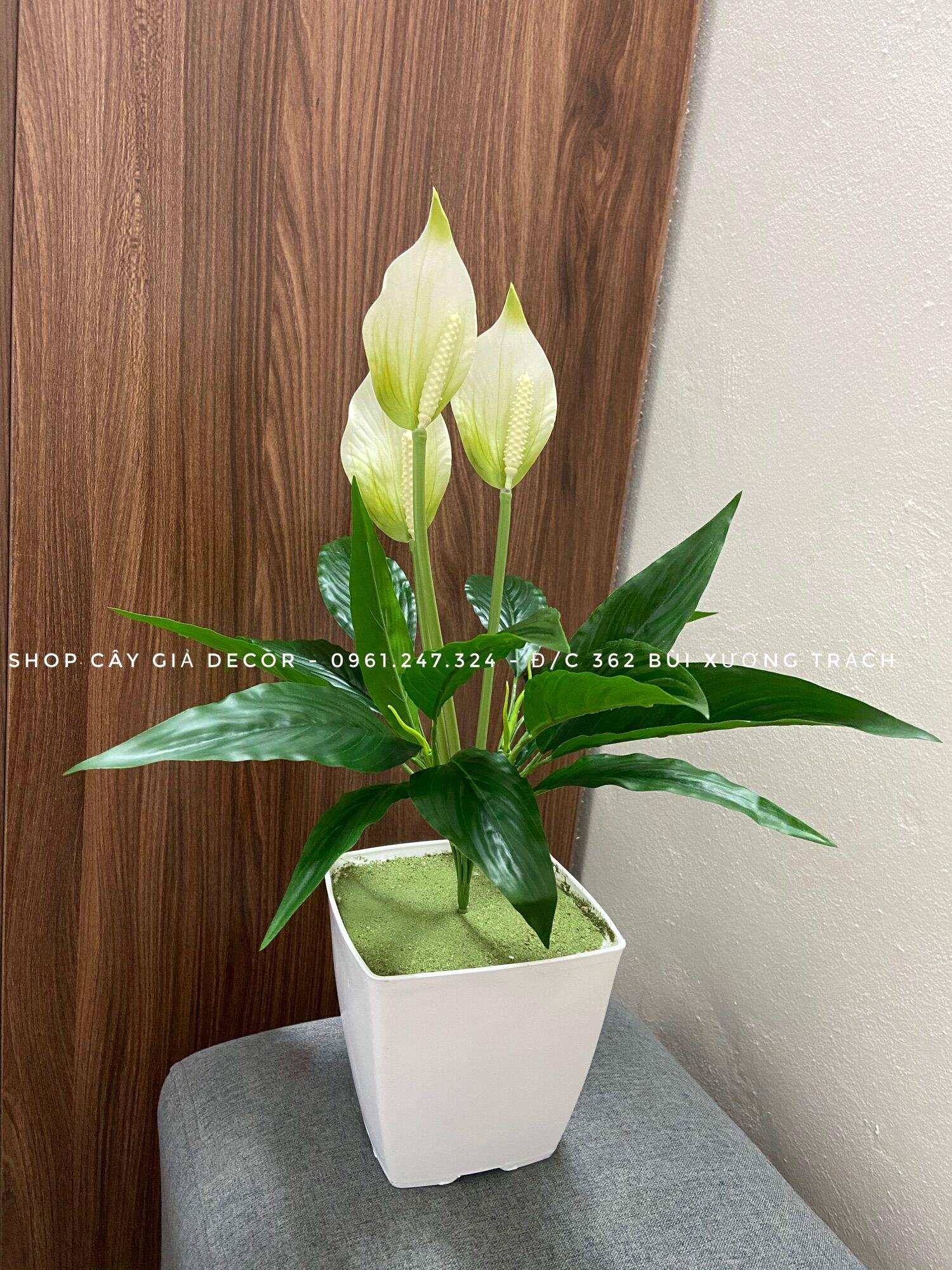 Cây giả - cây lan ý 50cm