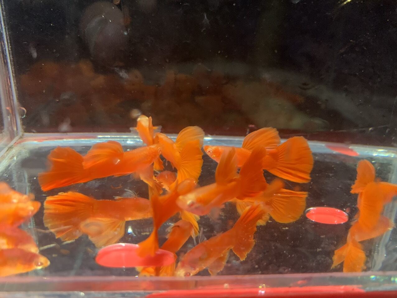 2cặp full red bds