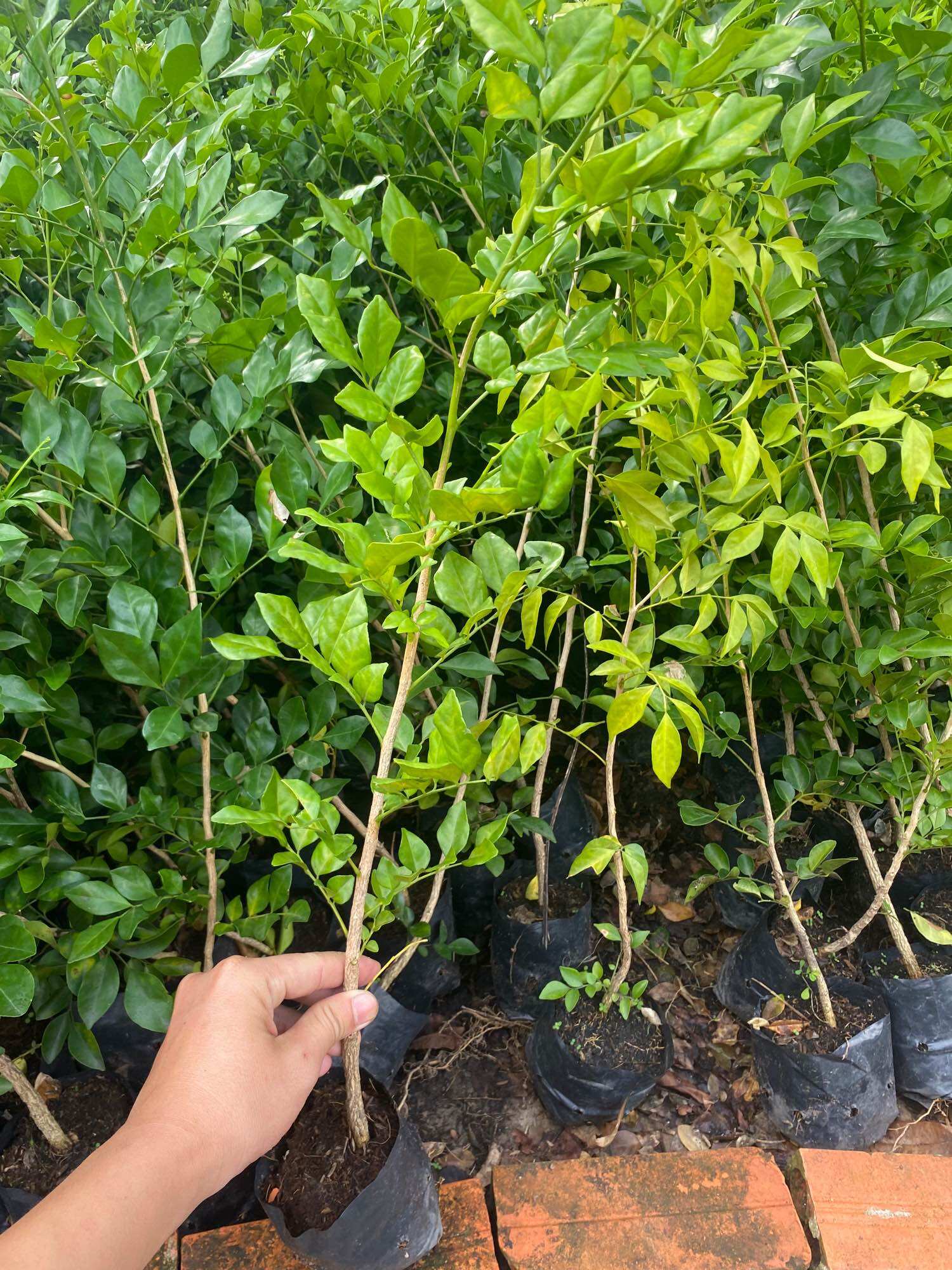 Hoa nguyệt quế cao 25-30cm ( cây giống )