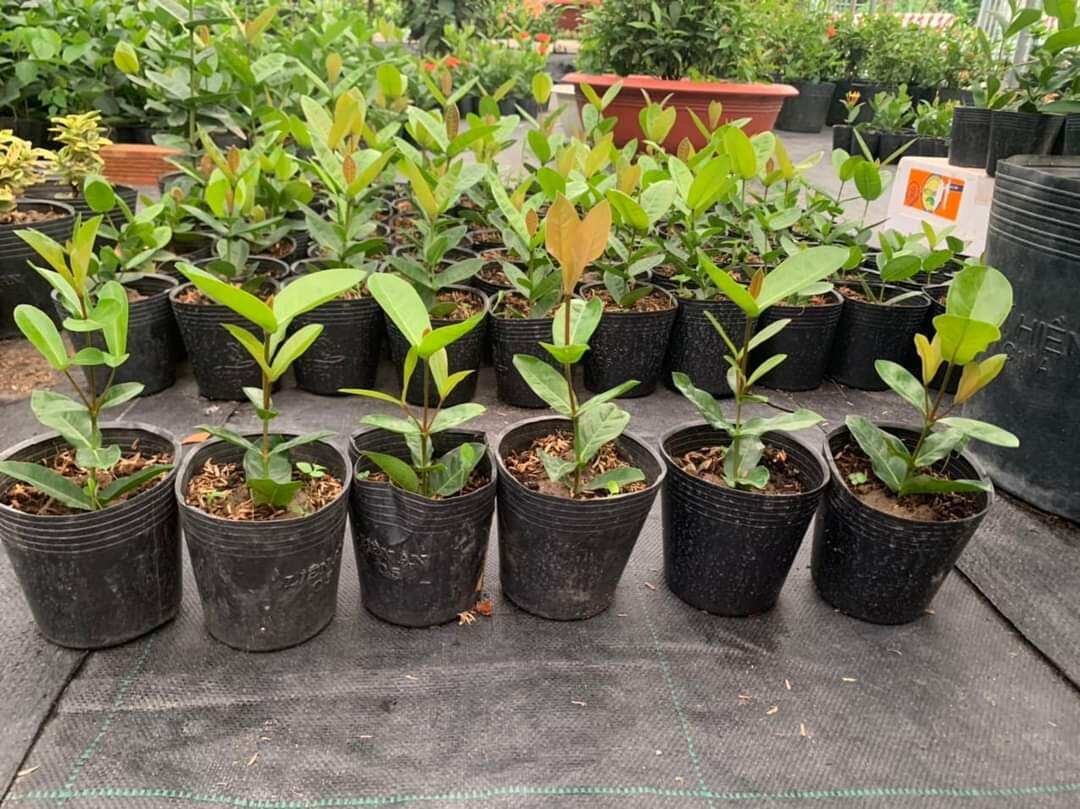 Đỏ cánh Kép