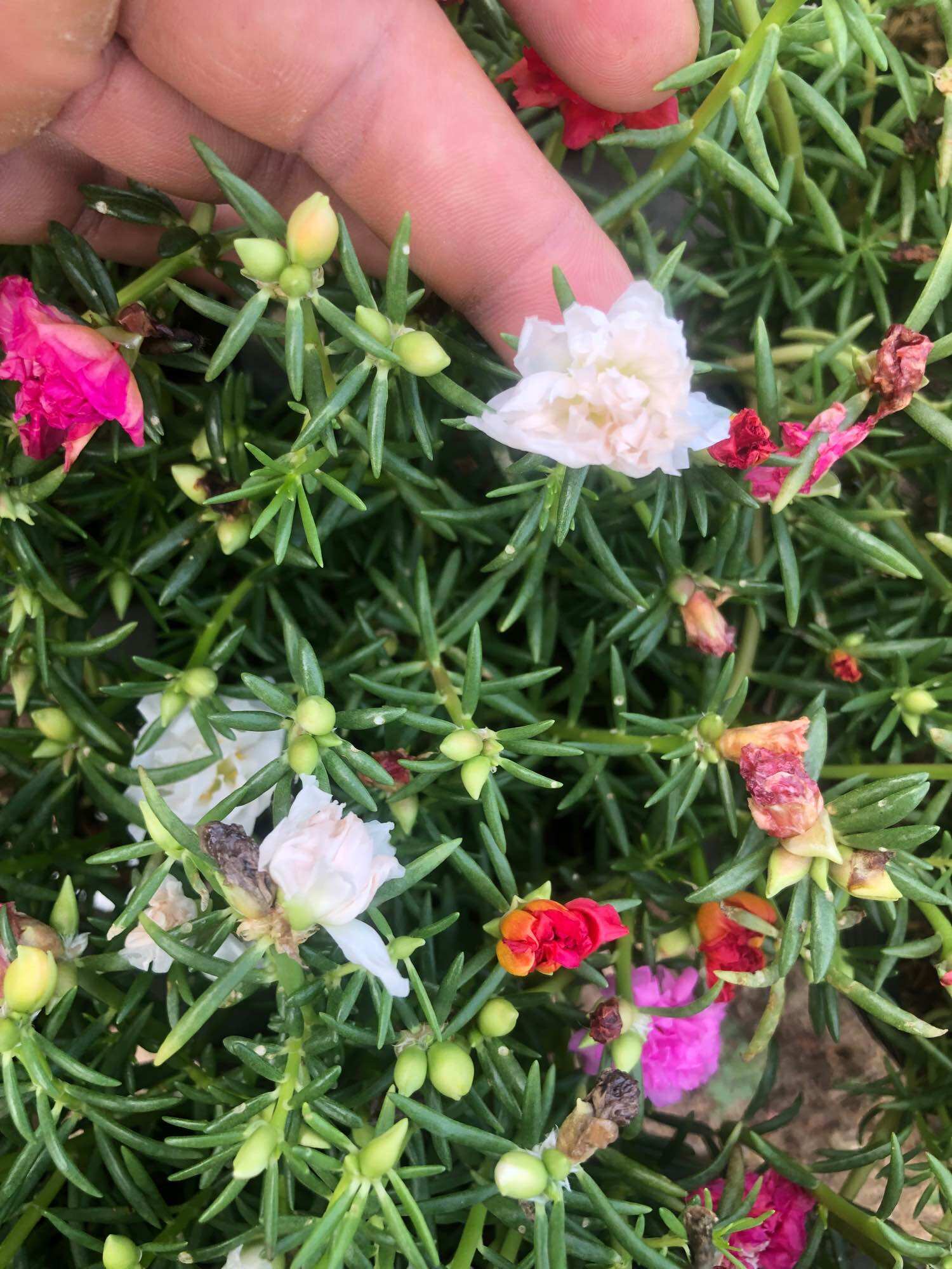Cây hoa mười giờ thái