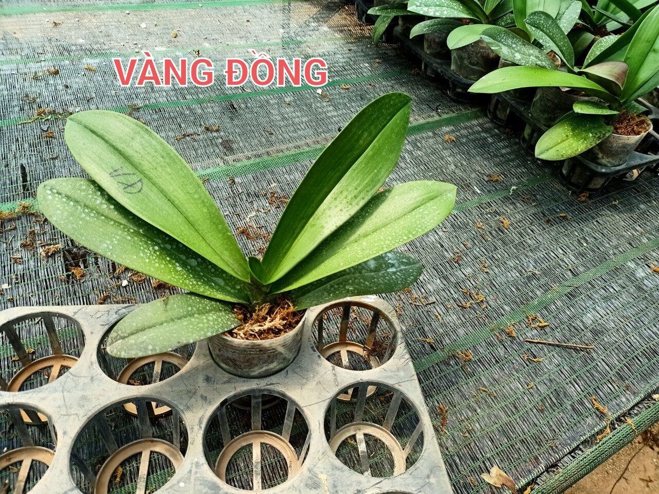 lan hồ điệp cốc 3.5 màu vàng đồng