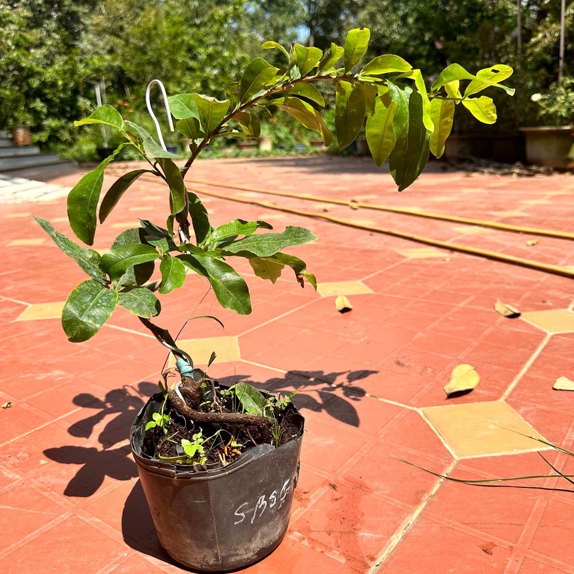 Cây mai giảo siêu bông Bình Lợi - hoa to, lâu tàn, gốc ghép bonsai