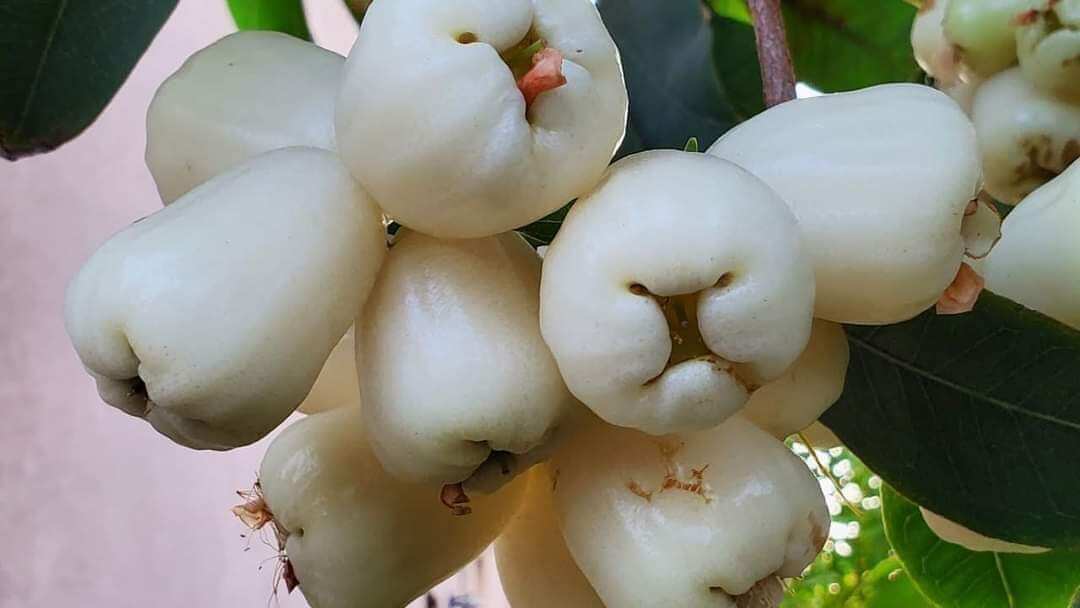 Cây giống mận sữa trắng xưa