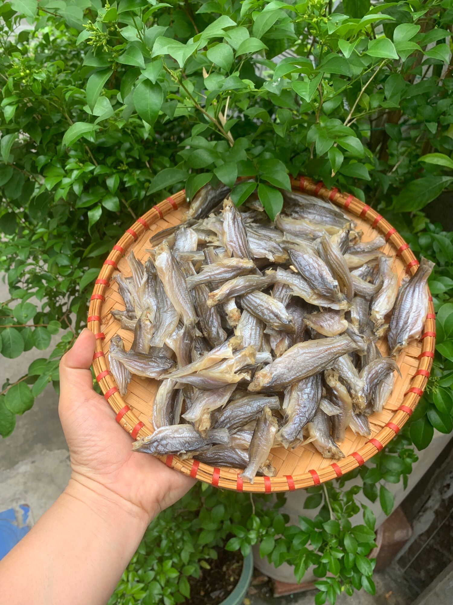 [500gr] ĐẶT SẢN KHÔ CÁ CHỐT ĐỒNG 💯 THIÊN NHIÊN