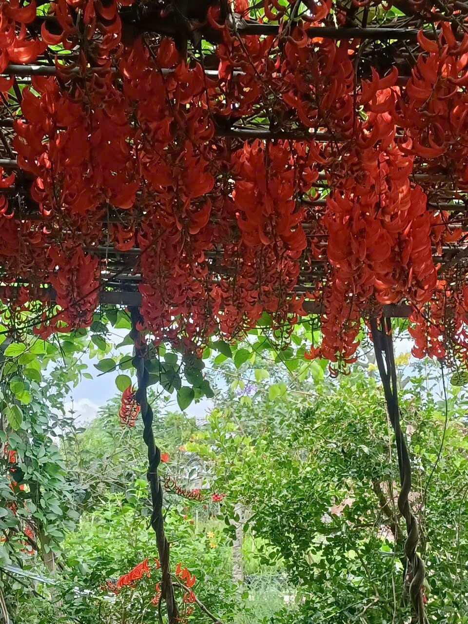 Cây móng cọp cam