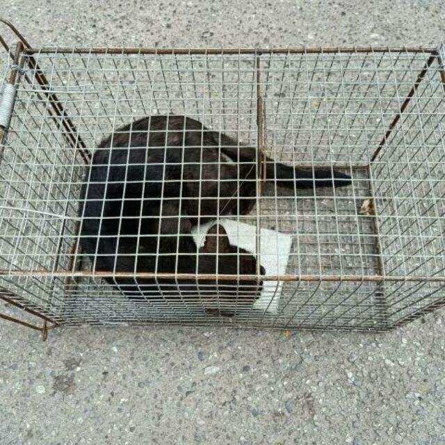 long bẫy đã năng , bẫy thú rừng, chuột, mèo hoang, sóc, nhím