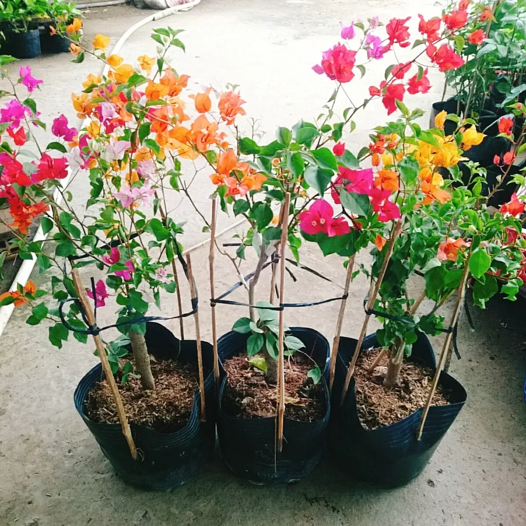 Cây hoa giấy ngũ sắc đã ghép