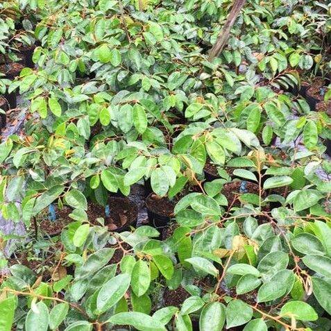 CÂY GIỐNG VÚ SỮA BƠ HỒNG SIÊU SỚM