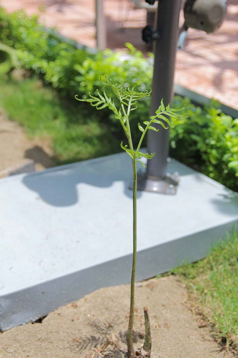 Dương xỉ king fern (thân giống)