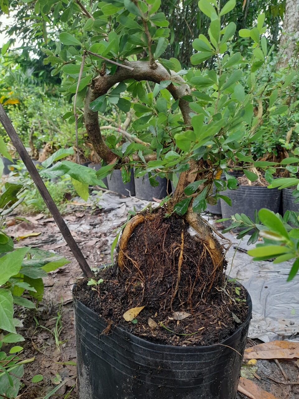 Bong Garden_Phôi Linh Sam Tím siêu bông_ uốn thân sẵn