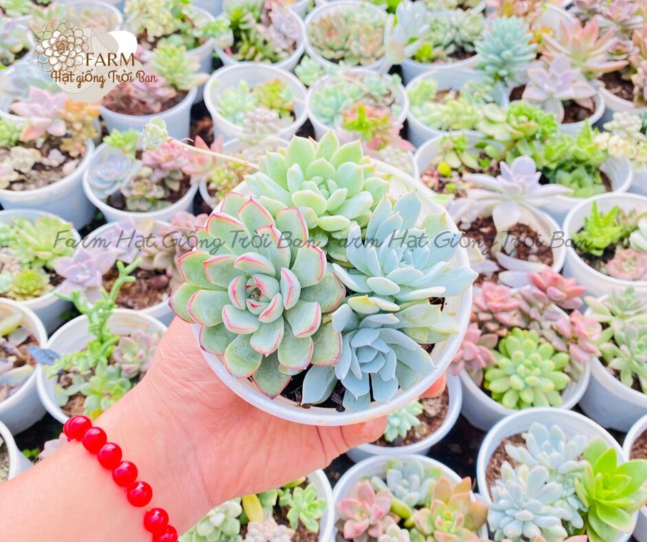 SEN ĐÁ RANDOM SIZE TRUNG BÌNH “HẠT DẺ’’ 9-12CM (1 CÂY)🏺MUA NHIỀU CHỌN KHÁC LOẠI (TỐI ĐA 5 LOẠI) 🌈