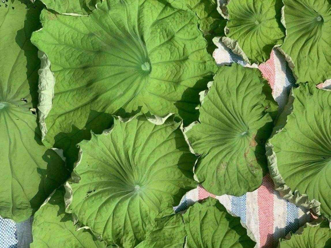 Lotus Leaf Tea Lam Phong Filter Bags (30 Filter Bags)