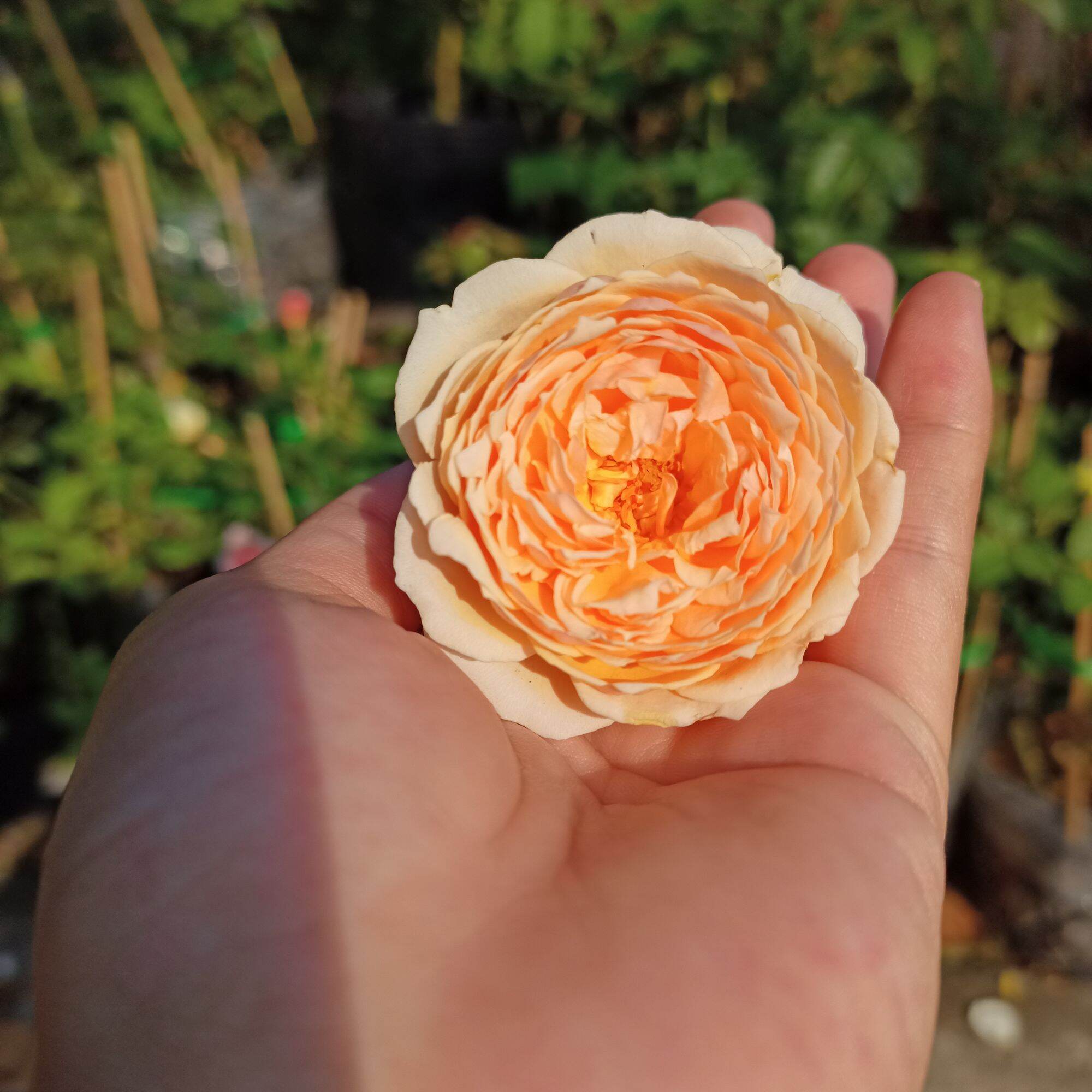 Cây hoa hồng masora cao từ 40cm