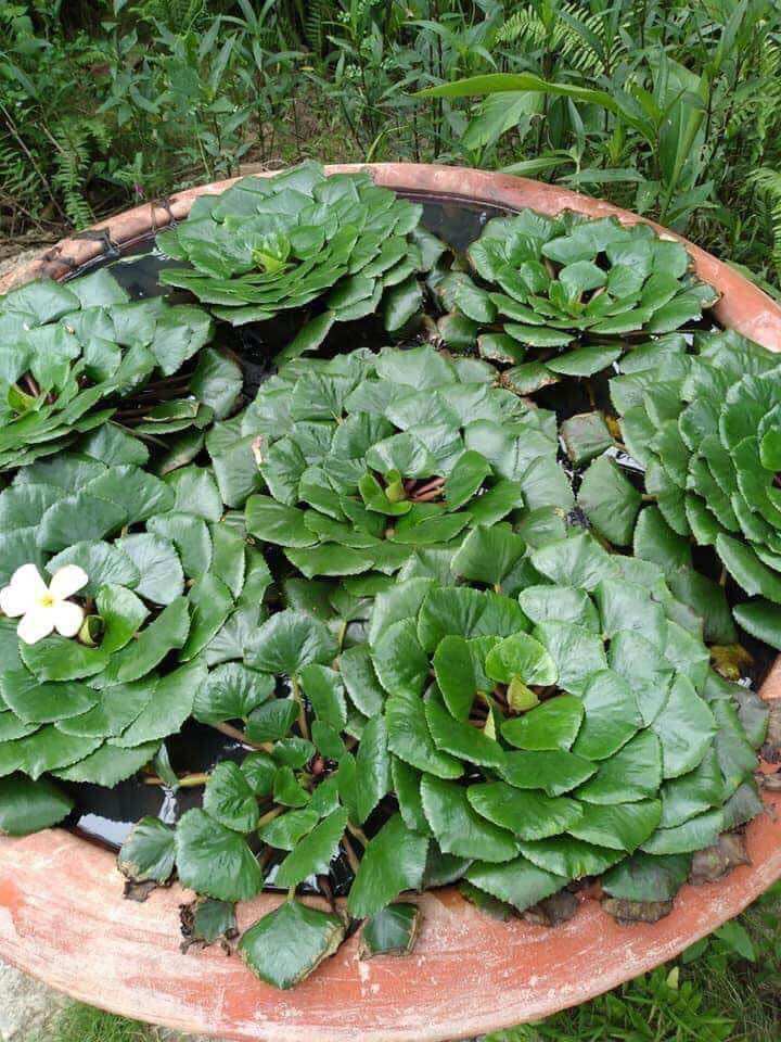 Cây ấu giống combo 10 cây