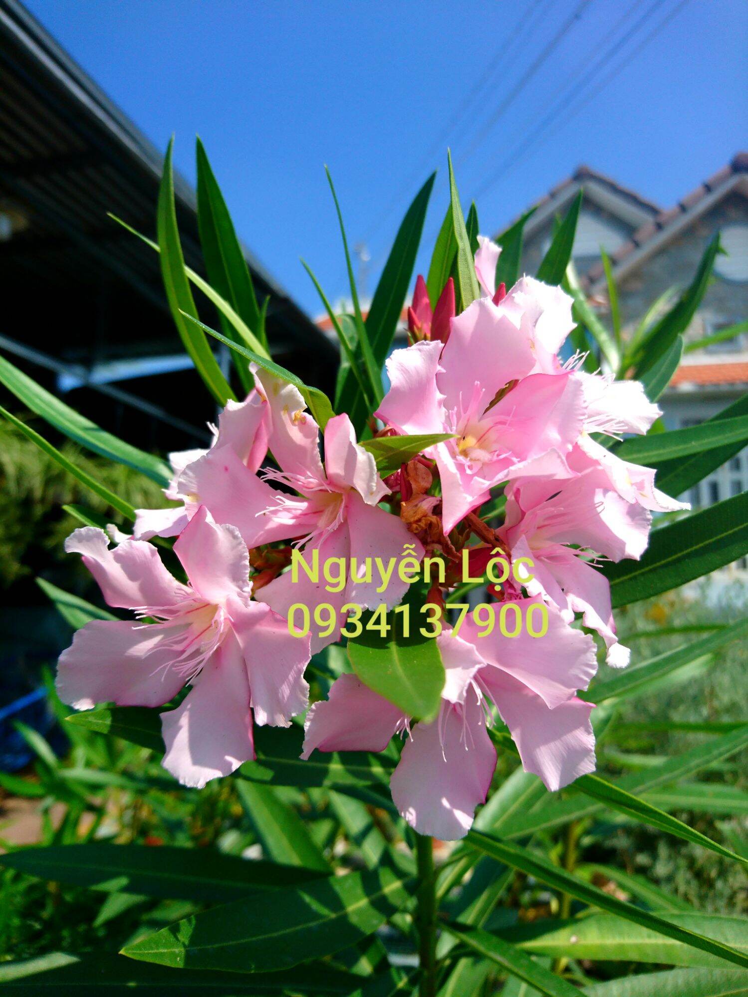 Cây hoa trúc đào- Hoa kiểng Nguyễn Lộc- Cây giống chất lượng cao