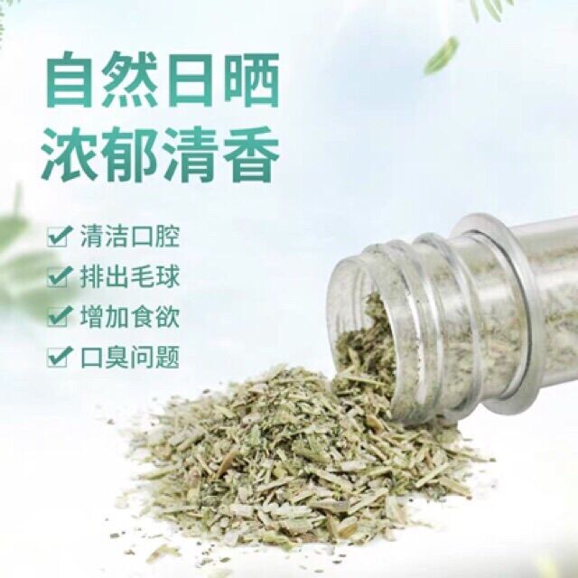 [HCM]Catnip/Catmin/ Cỏ bạc hà cho mèo