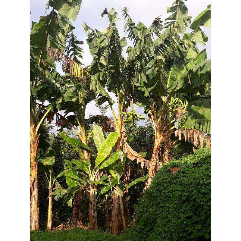 cây giống Chuối tá quạ