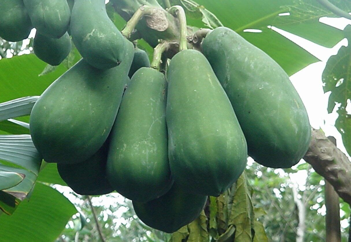 100G Đu Đủ Xanh Dạng Sợi Sấy Lạnh