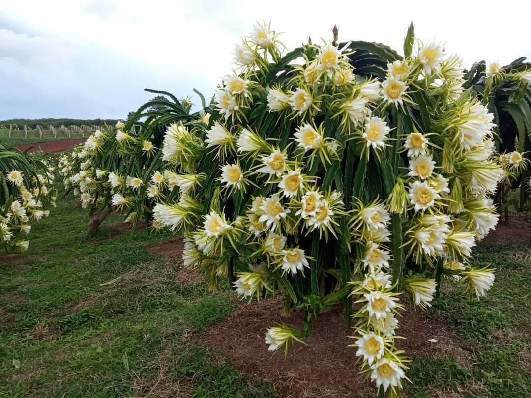 [HCM]Chế phẩm phòng trừ côn trùng Emina BT