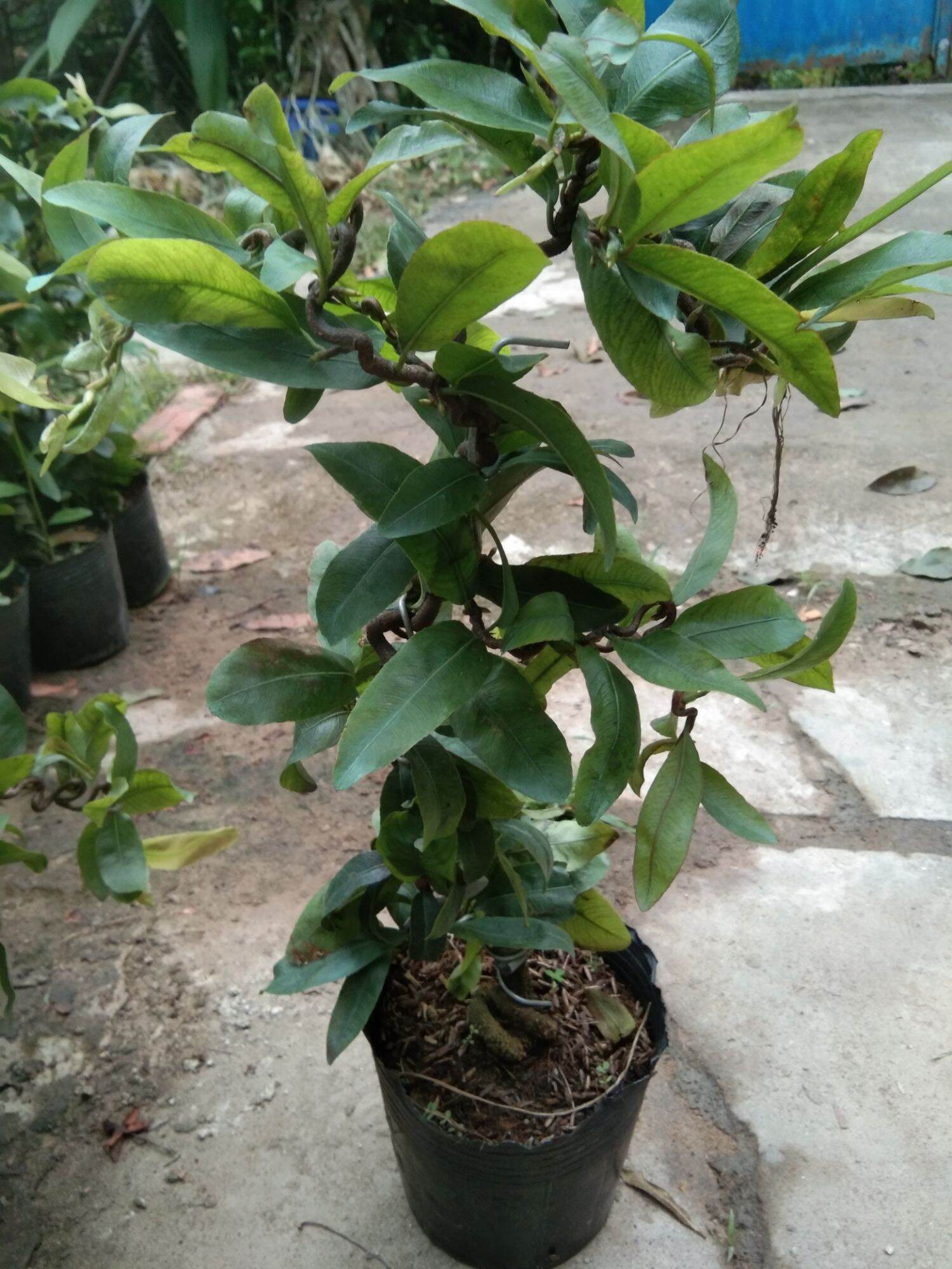 com bô 5 cây hoa mai tự xoắn