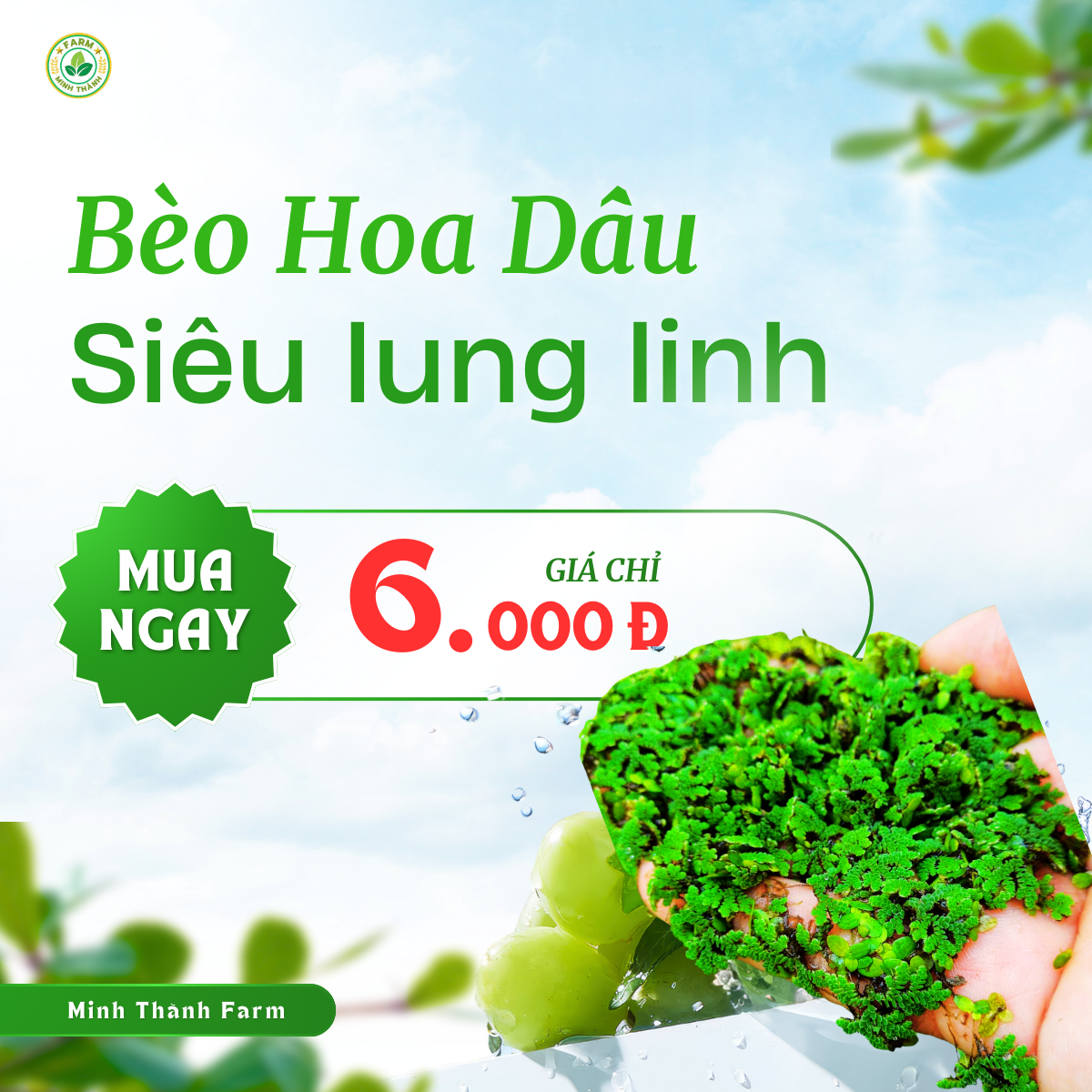 [Delivery to Central-Southern Regions] Strawberry Flower Waterweed – Mini Aquatic Plant, Aquarium Decoration