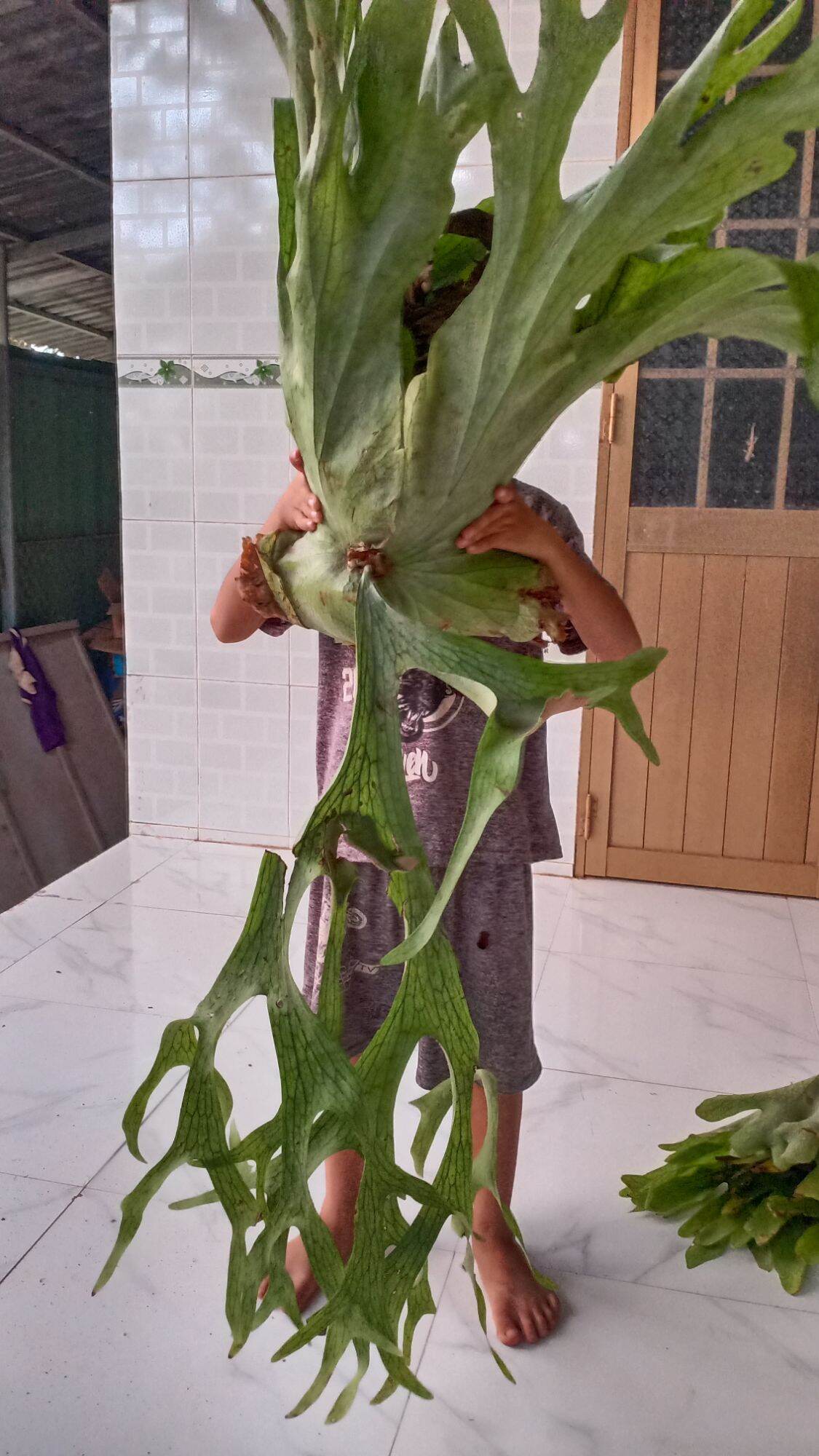 Cây Ổ Rồng Râu To