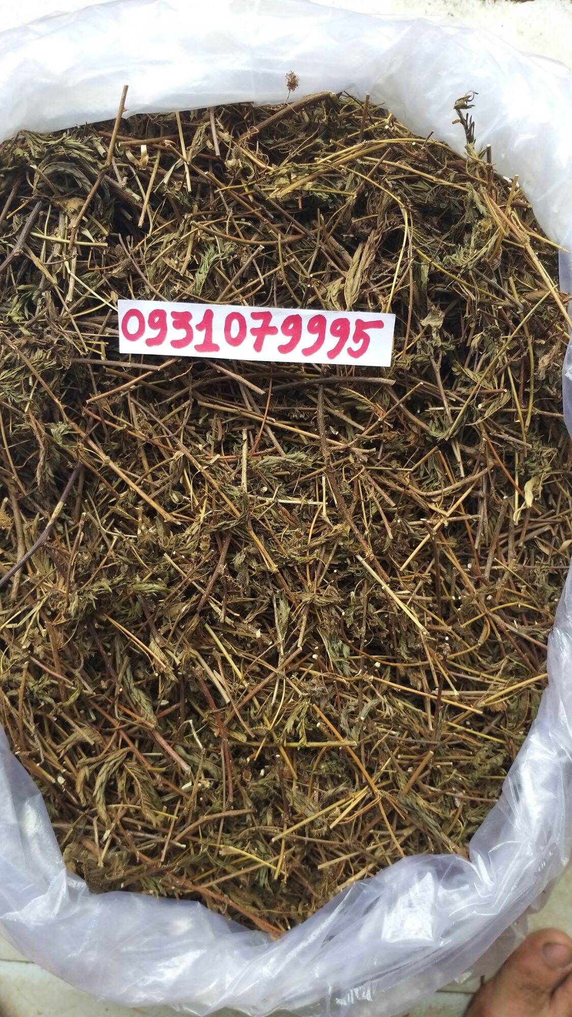 cây mắc cỡ - cây xấu hổ phơi khô 1kg