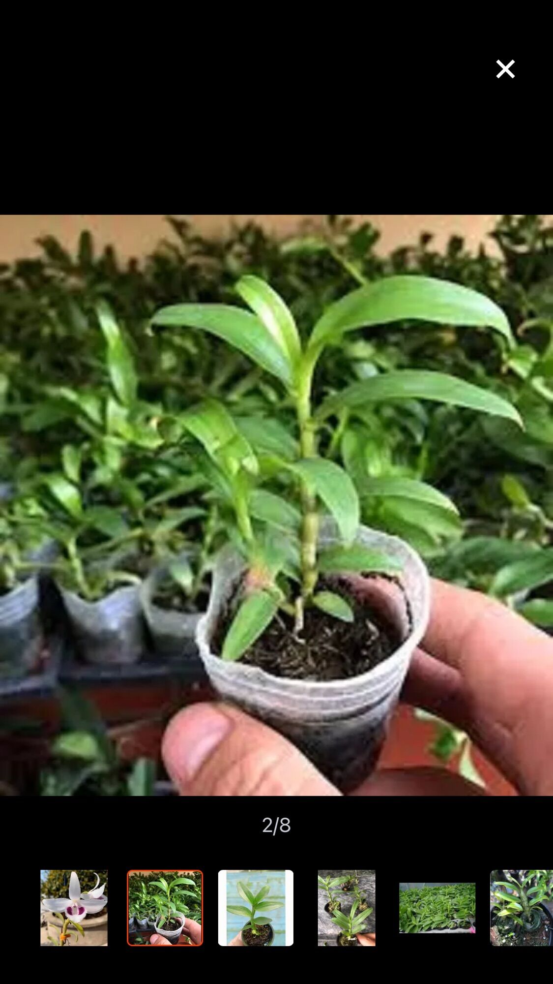Hoa lan đột biến cánh trắng 1 kie sỉ 15k