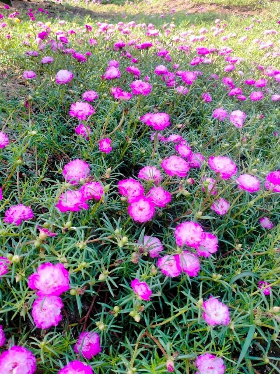 hoa mười giờ thái kép (1 bó)