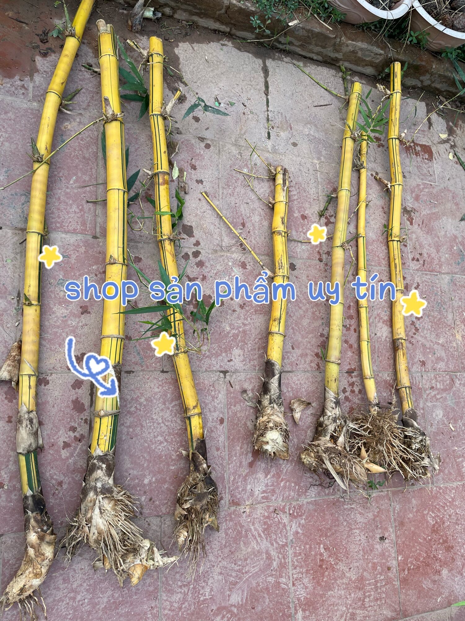cây tre vàng trồng kiểng(gốc để trồng 80cm-1m)