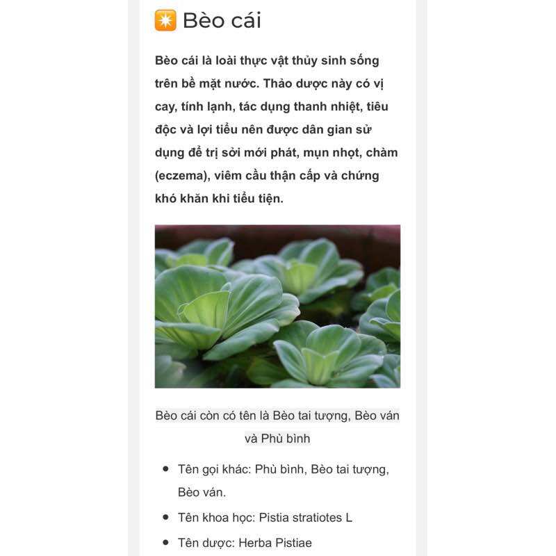 BÈO CÁI ( BÈO TAI TƯỢNG )