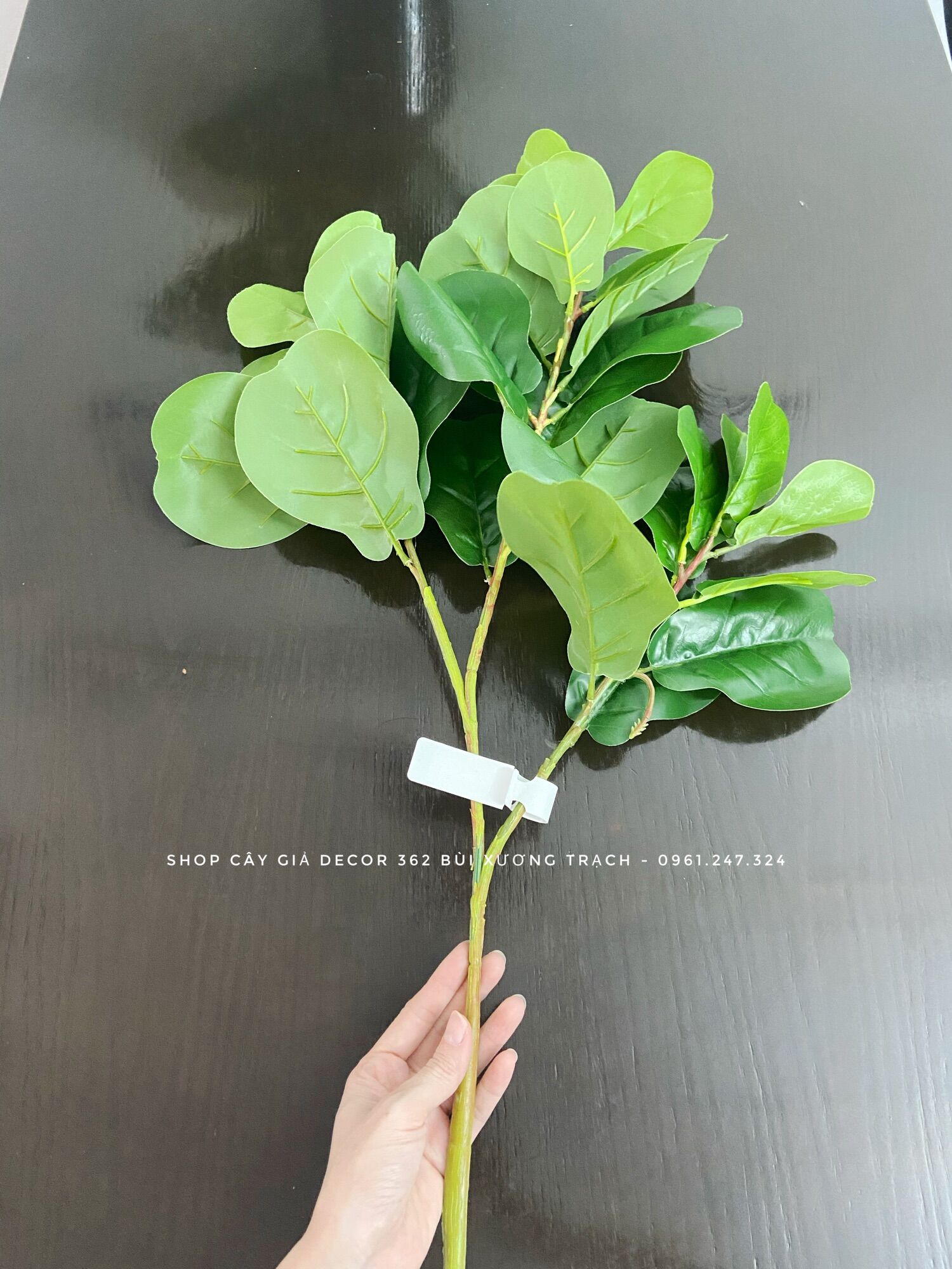 Cành bàng sing 75cm thân mảnh - 3 nhánh
