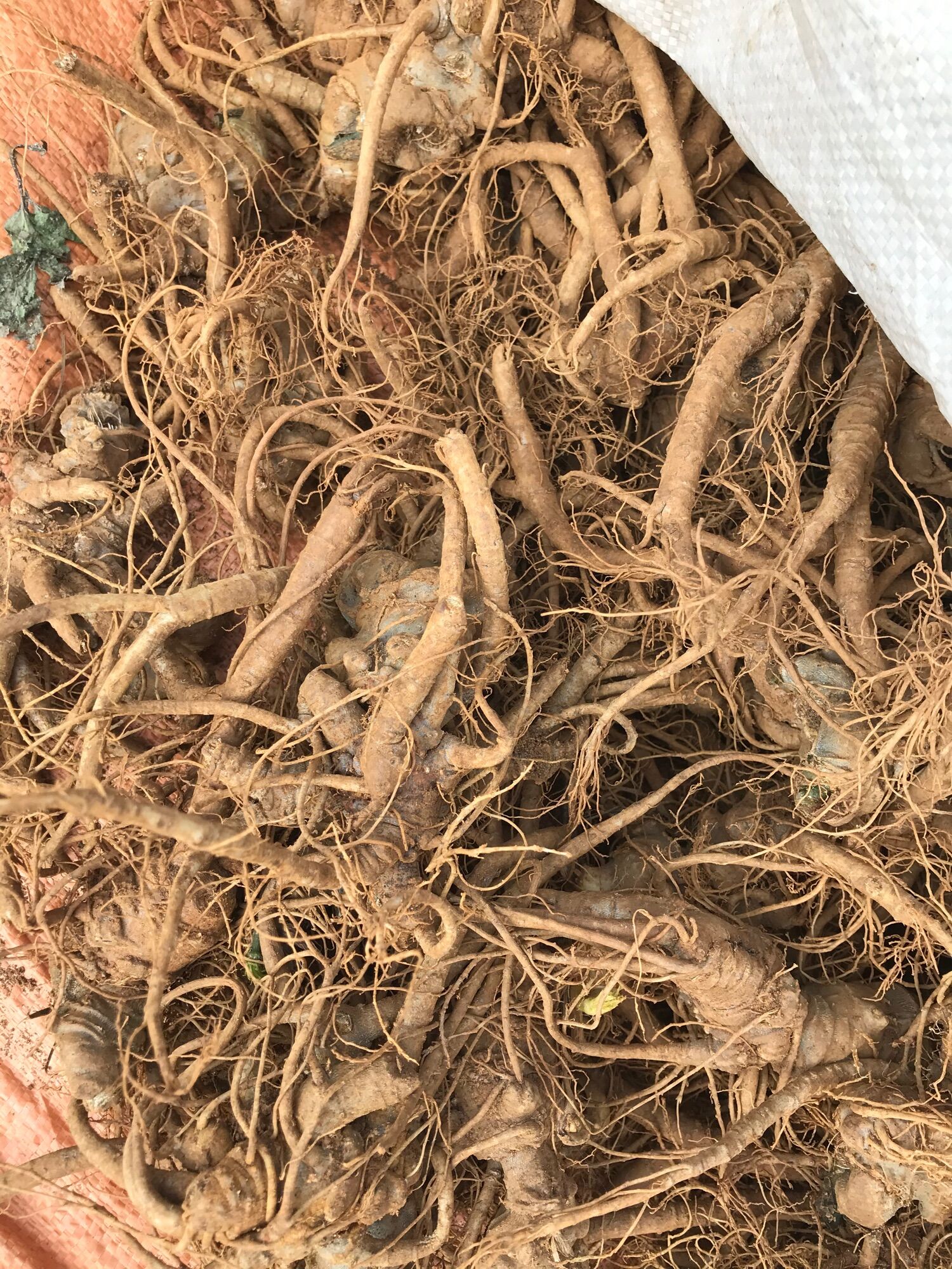 500g củ tam thất tươi Tây Bắc