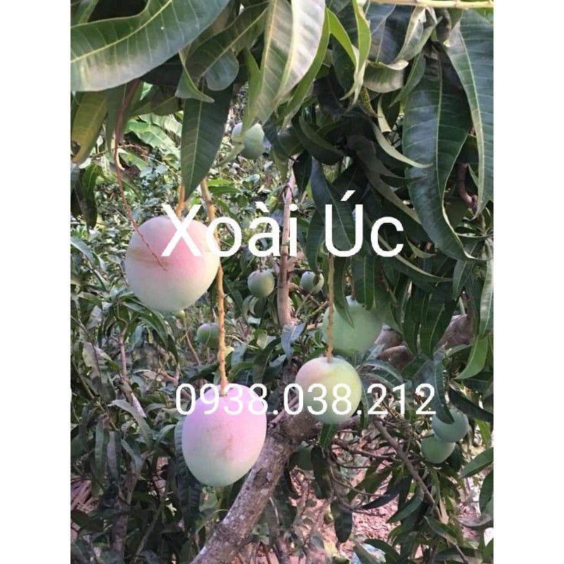 Cây giống xoài úc