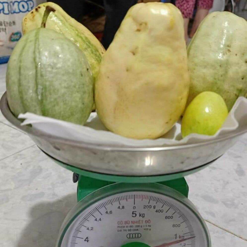 Cây ổi cẩm thạch độc lạ hiếm nguời có
