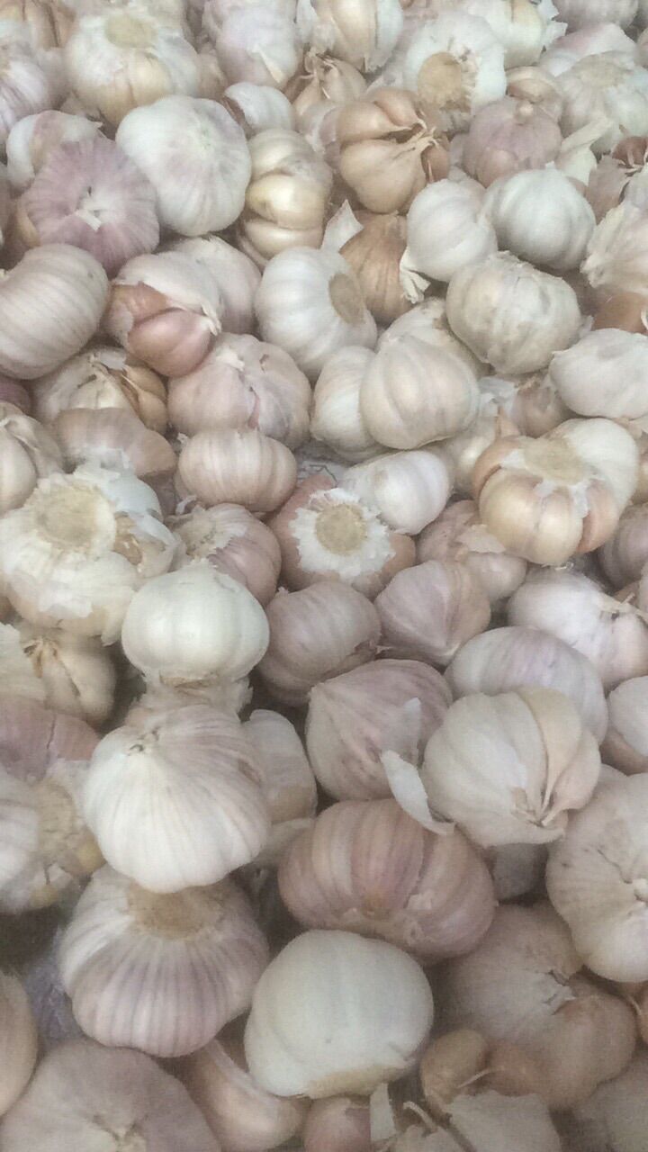 Tỏi Ninh Thuận tép to 1kg