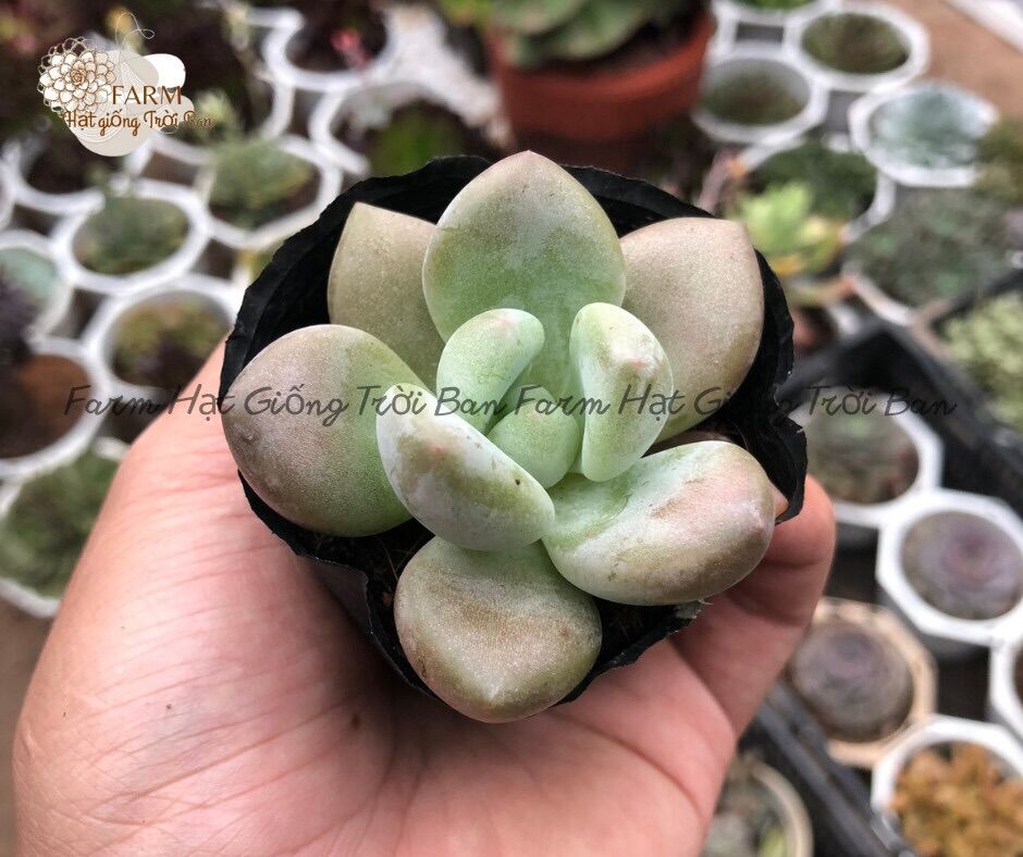 Sen đá sỏi hồng cánh dài size 5-7cm 🍓xuất xứ đà lạt 🍓🐛 đã thuần khí hậu 🐛